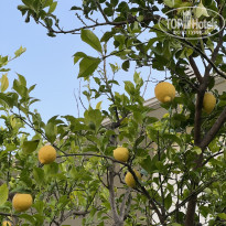 фото из отзыва ID 2738508