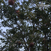 фото из отзыва ID 2738511