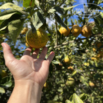 фото из отзыва ID 2738527