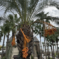 фото из отзыва ID 2738612