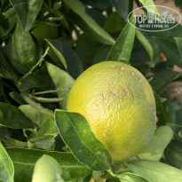 фото из отзыва ID 2738621