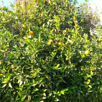 фото из отзыва ID 2738610