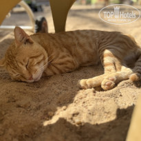 фото из отзыва ID 2738635