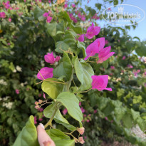 фото из отзыва ID 2738635