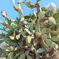 фото из отзыва ID 2738626