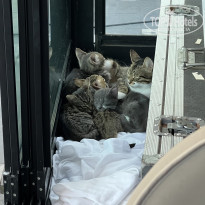 фото из отзыва ID 2738667