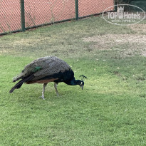 фото из отзыва ID 2738934