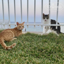 фото из отзыва ID 2738946