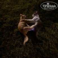 фото из отзыва ID 2738946