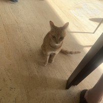 фото из отзыва ID 2739007