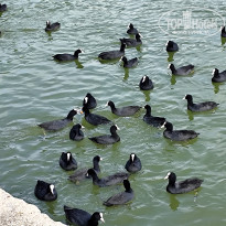 фото из отзыва ID 2739029