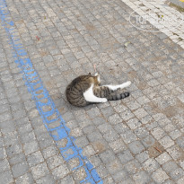 фото из отзыва ID 2739029