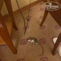 фото из отзыва ID 2739170