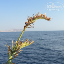 фото из отзыва ID 2739242