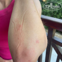 фото из отзыва ID 2739257