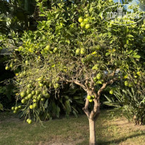 фото из отзыва ID 2739253