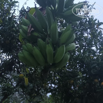 фото из отзыва ID 2739295