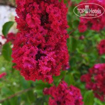 фото из отзыва ID 2739165