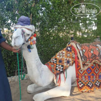 фото из отзыва ID 2739345