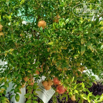 фото из отзыва ID 2739395