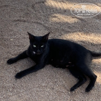 фото из отзыва ID 2739438