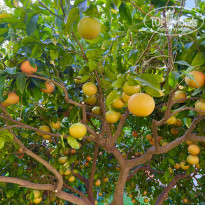 фото из отзыва ID 2737957