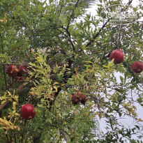 фото из отзыва ID 2739545