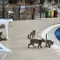 фото из отзыва ID 2739558