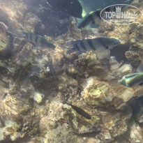 фото из отзыва ID 2739682