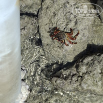 фото из отзыва ID 2739682