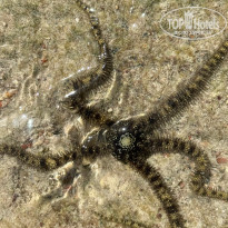 фото из отзыва ID 2739682