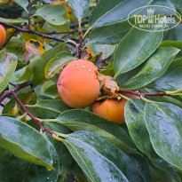 фото из отзыва ID 2739705