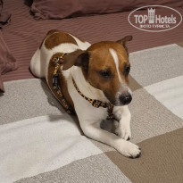 фото из отзыва ID 2739747