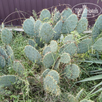 фото из отзыва ID 2739778