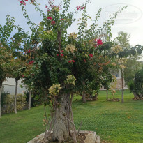 фото из отзыва ID 2739594