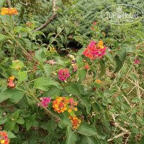 фото из отзыва ID 2739914