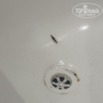 фото из отзыва ID 2739954