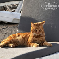 фото из отзыва ID 2739990