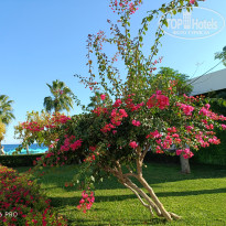 фото из отзыва ID 2739594