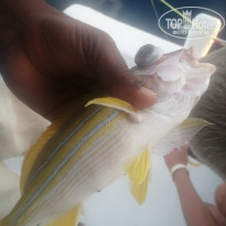 фото из отзыва ID 2737380