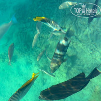 фото из отзыва ID 2740027