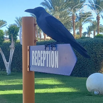 фото из отзыва ID 2740166