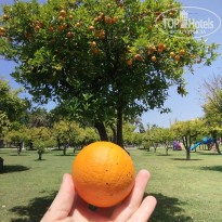 фото из отзыва ID 2740273