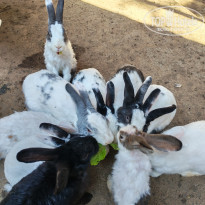 фото из отзыва ID 2740281