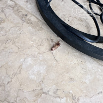 фото из отзыва ID 2740291