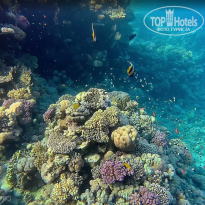 фото из отзыва ID 2740348