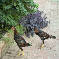 фото из отзыва ID 2740413