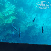 фото из отзыва ID 2740447