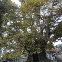 фото из отзыва ID 2740571