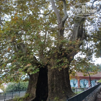 фото из отзыва ID 2740571